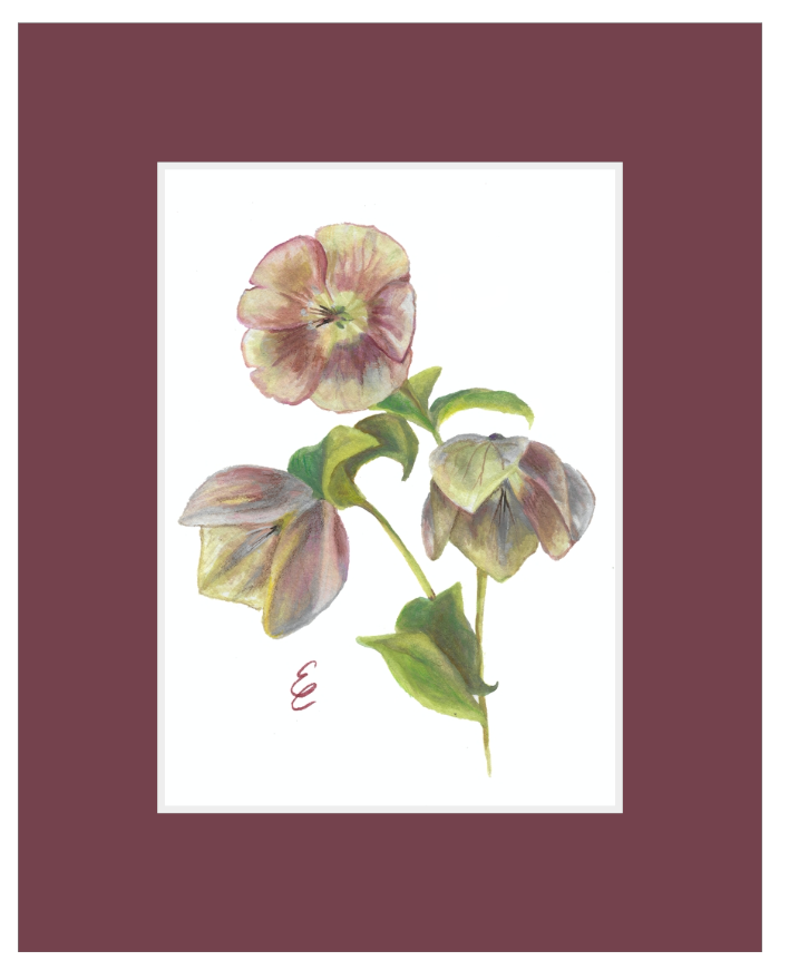 Lenten Roses Print